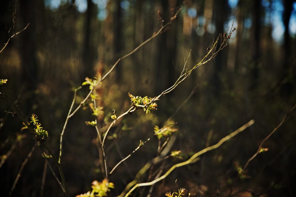 20 марта 2020 года. Даугавпилс, Стропской лес. Фото: Ирина Маскаленко