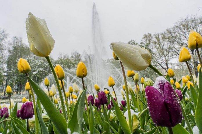 тюльпаны в парке Дубровина