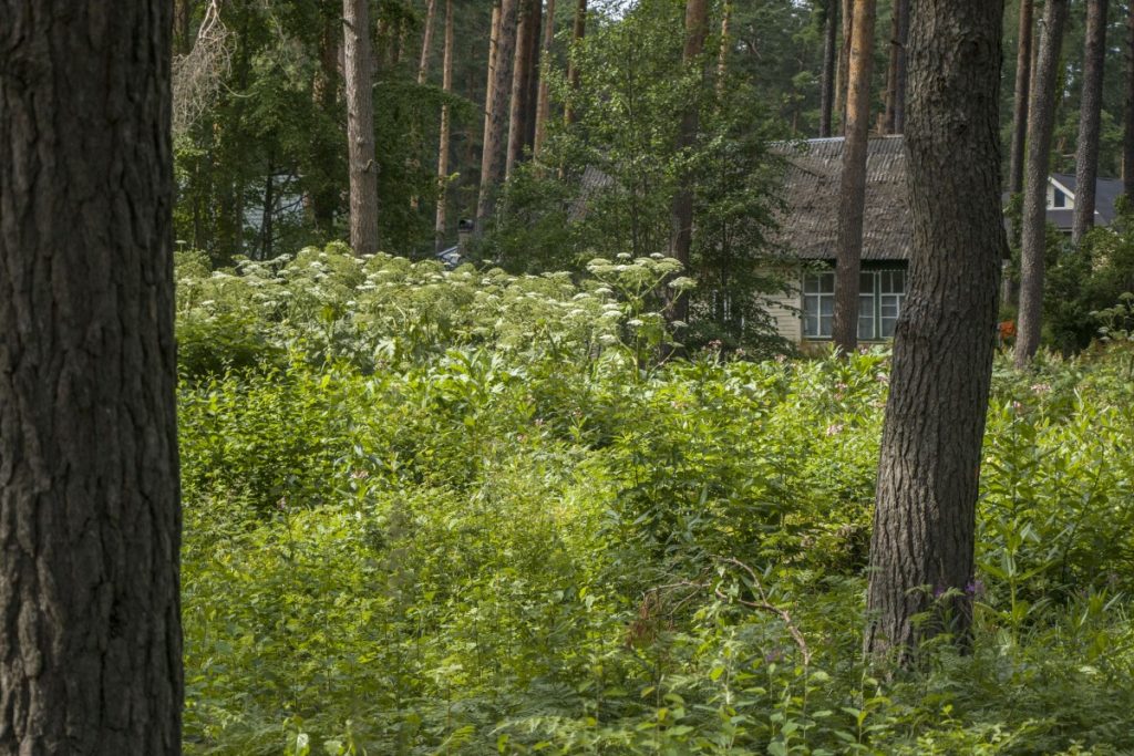 Борщевик в Даугавпилсе