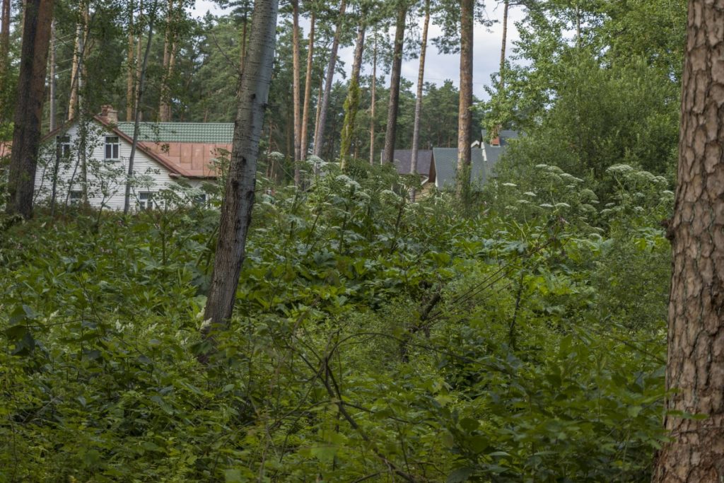 Борщевик в Даугавпилсе