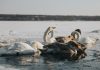 Лебеди на озере Большие Стропы. 16 января 2021 года. Фото: Ирина Маскаленко