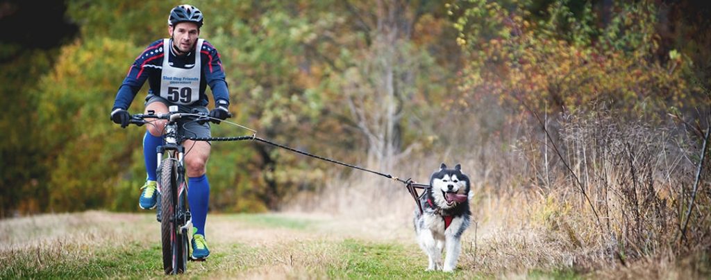 Байк-джоринг (тренировки на велосипеде с собакой).Фото: activedogsports.com