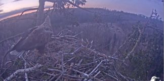 Орлы в Дурбе. 28 апреля 2021 года. Скриншот с видео на Latvijas Dabas fonds