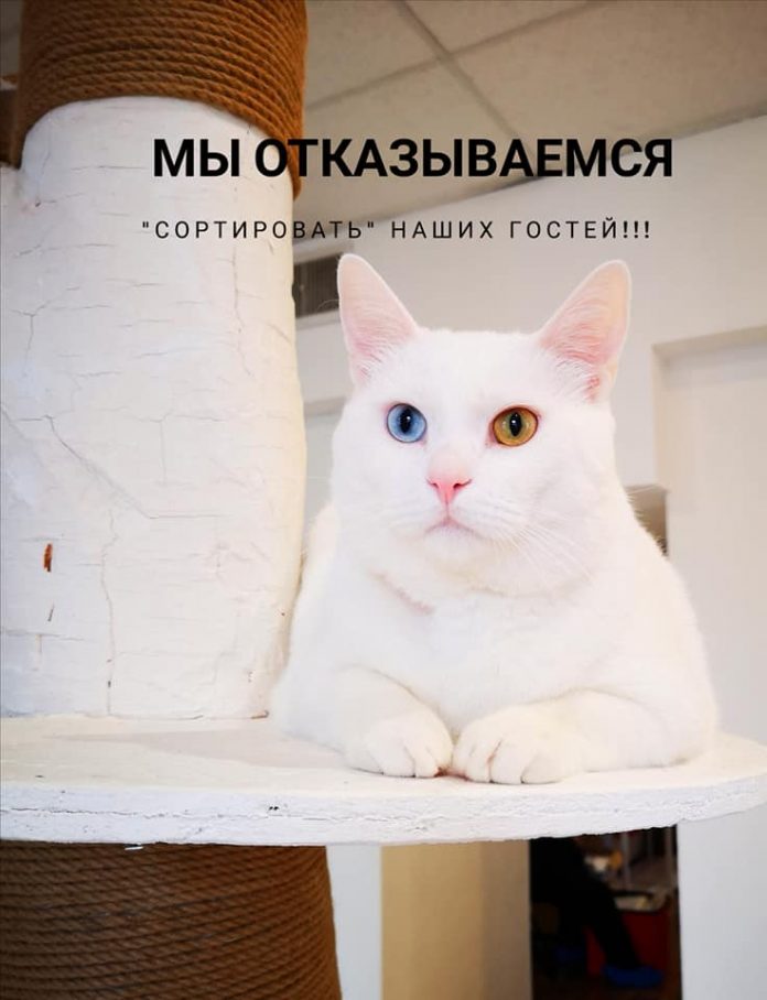 Фото со страницы Аниты Озолини (кафе Kotoffski)