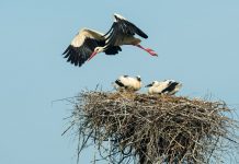 Аисты. Фото: Анатолий Киврин