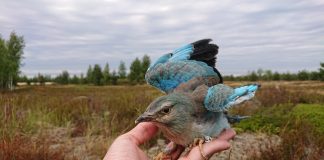 Сизоворонка. Фото: Иева Мардега