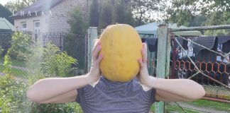 Дыни, арбузы и баклажаны для даугавпилчан уже не экзотика. Всё выращиваем сами! Секреты знатока и фотогалерея Дыня, выращенная в Даугавпилсе. Август 2021 года. Фото: chayka.lv