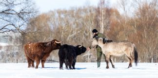Обитатели хозяйства Ošumajas. Фото visitludza.lv