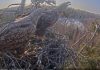 Скриншот с видео камер наблюдения Latvijas dabas fonds