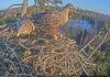 Орлиное гнездо в Дурбе. Скриншот с видео. 15 марта 2022 года