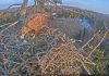 Чужая орлица пожирает яйца, которые снесла Милда. 23 марта 2022 года. Скриншот с видео Latvijas Dabas Fonds