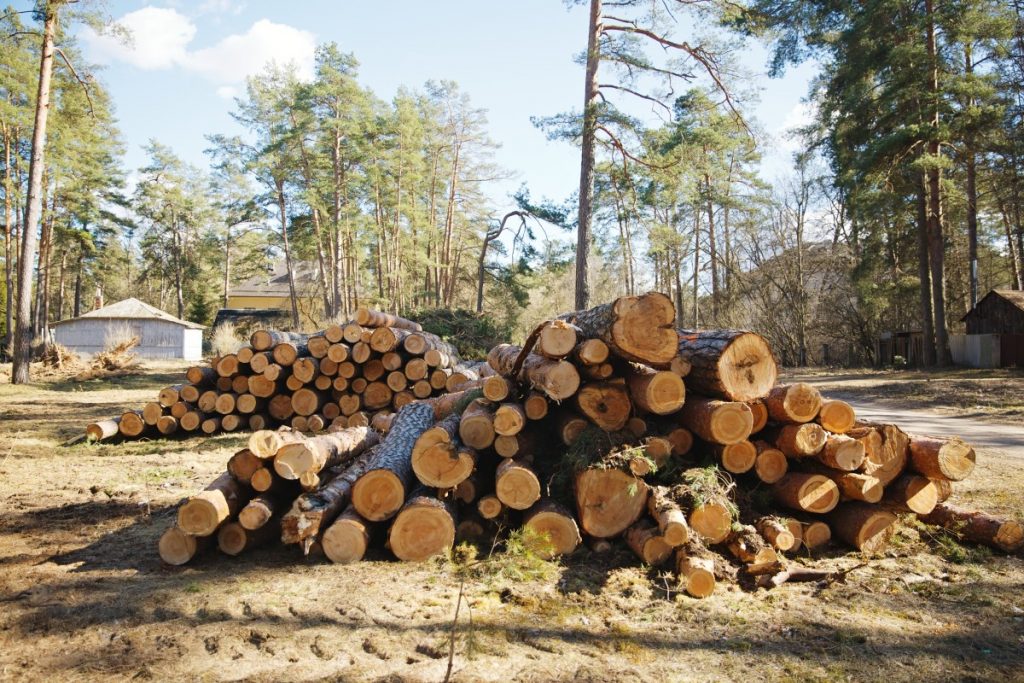 Спиленные сосны на улице Дзинтару в Даугавпилсе. Фото: Ирина Маскаленко
