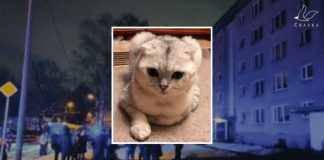 Кот Арчи, шотландский вислоухий, 4 года. Фото жительницы эвакуированного подъезда. На фоне - эвакуация жителей в Болдерае. Фото: Twitter/BreakingLV/Igors Martovskijs. Коллаж Chayka.lv