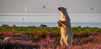 Фото белого медведя со страницы фотографа Мартина Грегуша в Фейсбуке