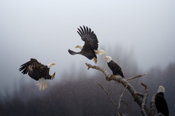 National-Geographic-Picture-of-the-Year-Karthik-Subramaniam Фотография-победитель конкурса National Geographic Picture of the Year. Автор: Karthik Subramaniam. Источник: nationalgeographic.com