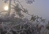 Утром 16 марта в гнездо орлов в Дурбе забралась белка. Скриншот из видеотрансляции Латвийского фонда природы. Источник: Dabas Dati