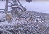 Утром 12 марта шёл снег. Пока Милда высиживала яйца, у неё на голове образовалась "шапочка". Скриншот из видео-трансляции Латвийского фонда природы