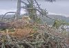 Вечером 14 марта была весьма беспокойной. Скриншот видеотрансляции Latvijas Dabas fonds