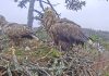 Орлы Волдис и Милда (слева направо). Скриншот трансляции Latvijas Dabas Fonds