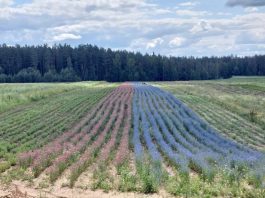 В хозяйстве "Курмиши" выращивают растения для производства косметики, масел и чая. Фото со страницы Z/S "Kurmīši" на фейсбуке