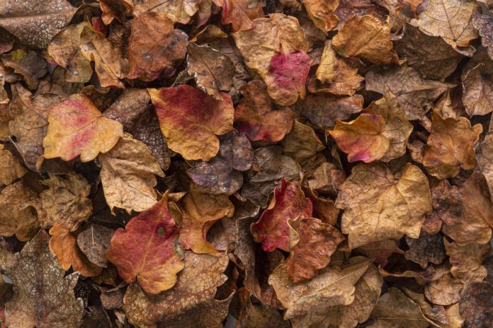 flat-lay-dry-leaves осенние листья
