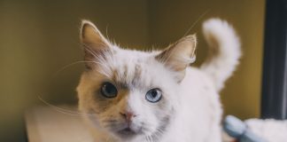 Питомец временного дома общества Murrā! кот Купрум. Фото: Евгений Ратков