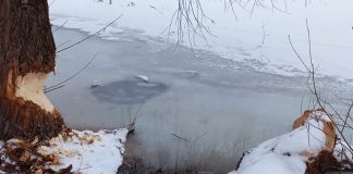 Деревья на берегу Малого котлована в Даугавпилсе, погрызенные бобрами. 11 февраля 2024 года. Фото: Chayka.lv