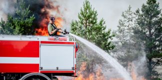 Фото: Valsts meža dienests