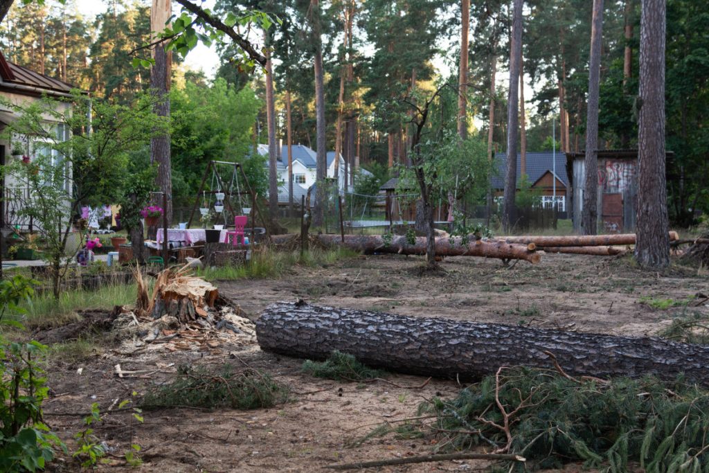 Поваленные ураганом сосны во дворе дома семьи Петровых на улице Турайдас в Даугавпилсе. Фото: Виктория Кравцова