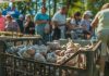 Праздник мёда и чеснока в Даугавпилсе 19 августа 2024 года. Фото: Daugavpils valstspilsētas pašvaldība