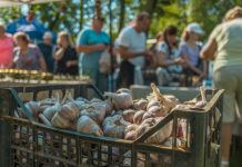 Праздник мёда и чеснока в Даугавпилсе 19 августа 2024 года. Фото: Daugavpils valstspilsētas pašvaldība