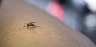 Главные переносчики лихорадки Западного Нила — комары. Иллюстративное фото: jcomp / freepik