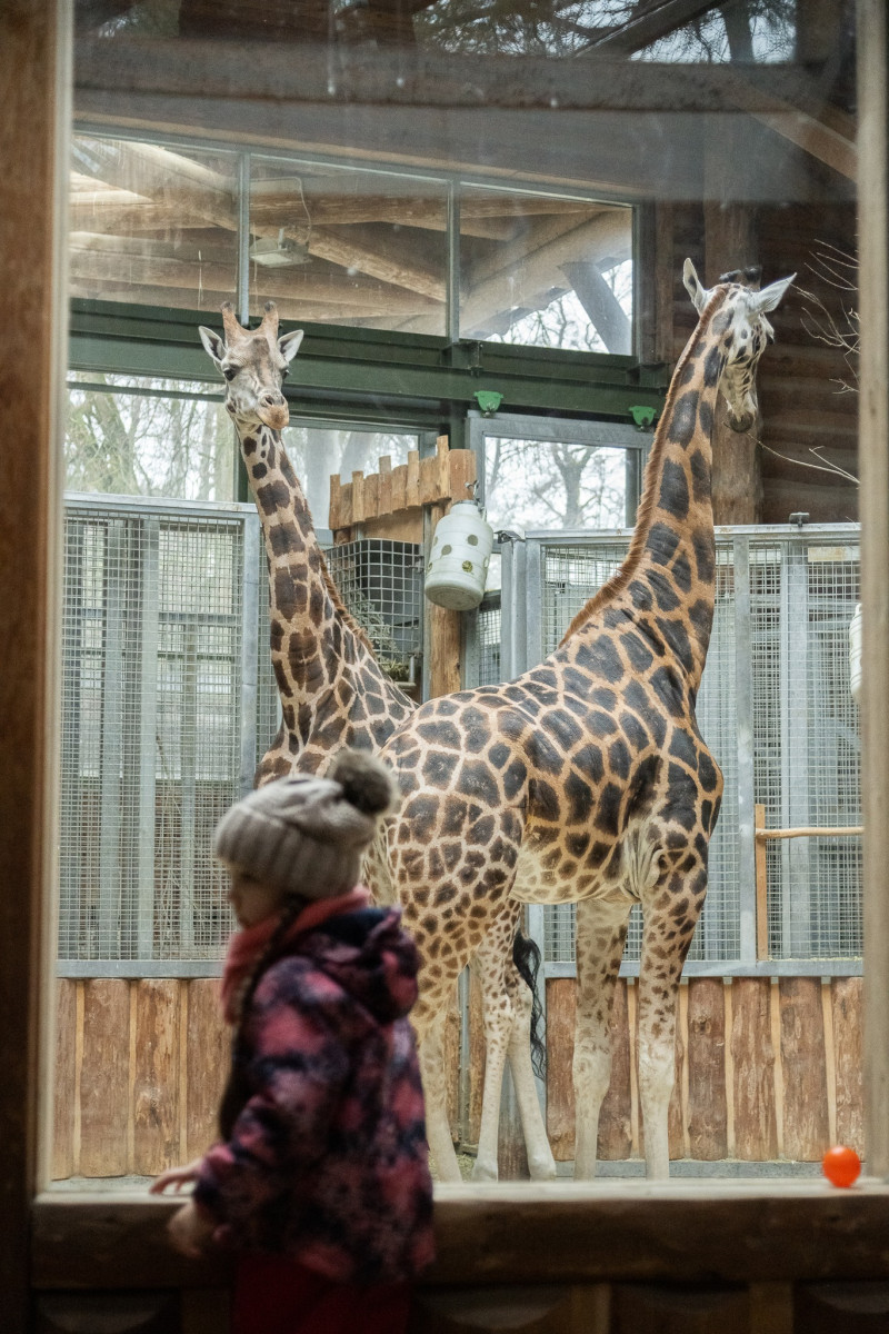 Жирафы в Рижском зоопарке. Фото со страницы Rīgas Zoodārzs/Riga Zoo на Фейсбуке