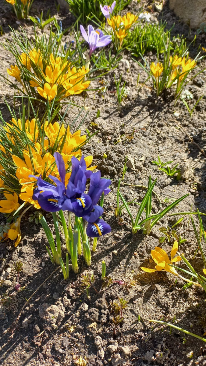 Крокусы. Даугавпилс, 31 марта 2025 года. Фото: Инна Плавока