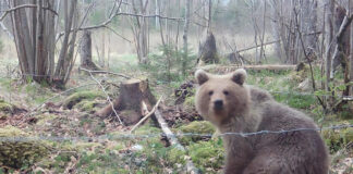 Бурый медведь в объективе скрытой камеры 21 апреля 2024 года. Фото: Государственный институт лесной науки Silava