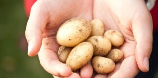 Из-за погоды в некоторых картофельных хозяйствах Латвии сезон закончился так и не начавшись. Иллюстративное фото: pexels