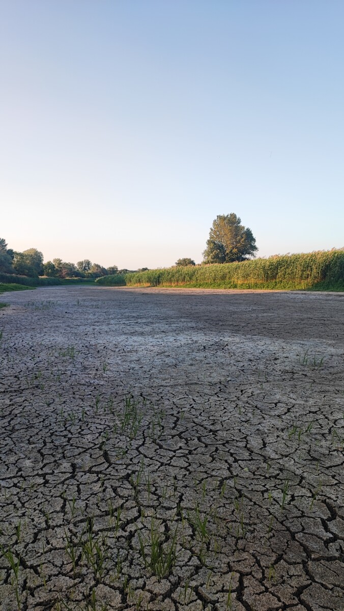 Старое русло Днестра, превратившееся в стоячий водоём после землетрясения в середине XIX века. Из-за потери связи с рекой его стали называть Слепой Днестр. В этом году он пересох впервые после 2019 года. Фото: Наста Захаревич (июнь 2025 года)