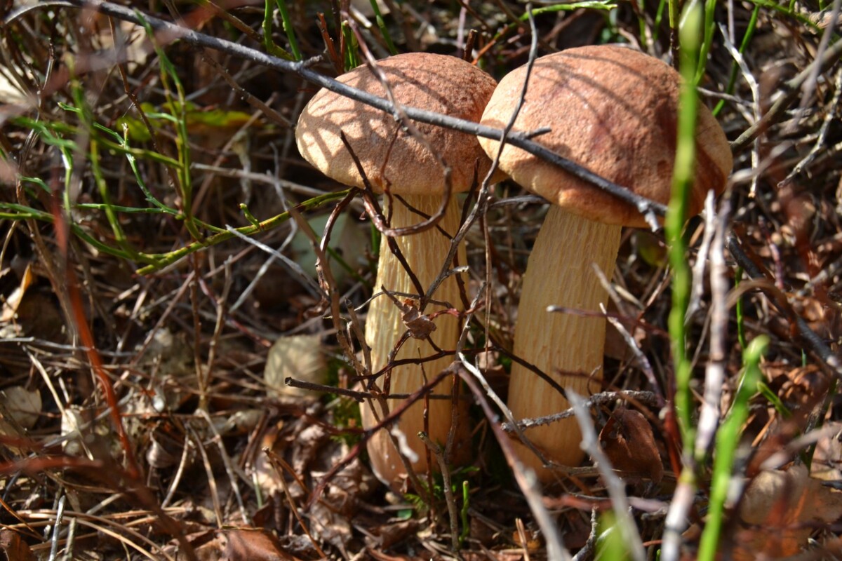 Боровик золотистый (Aureoboletus projectellus). Фото со страницы Latvian Mushroom Traditions на Фейсбуке