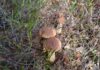 Боровик золотистый (Aureoboletus projectellus) - инвазивный гриб, вымещающий давно растущие на привычных территориях грибы. Учёные приглашают грибников участвовать в исследовании о его распространении на территории Латвии. Фото со страницы Latvian Mushroom Traditions на Фейсбуке