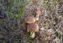 Боровик золотистый (Aureoboletus projectellus) - инвазивный гриб, вымещающий давно растущие на привычных территориях грибы. Учёные приглашают грибников участвовать в исследовании о его распространении на территории Латвии. Фото со страницы Latvian Mushroom Traditions на Фейсбуке