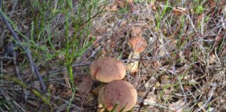 Боровик золотистый (Aureoboletus projectellus) - инвазивный гриб, вымещающий давно растущие на привычных территориях грибы. Учёные приглашают грибников участвовать в исследовании о его распространении на территории Латвии. Фото со страницы Latvian Mushroom Traditions на Фейсбуке