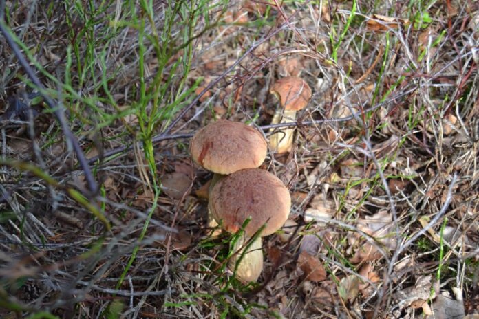 Боровик золотистый (Aureoboletus projectellus) - инвазивный гриб, вымещающий давно растущие на привычных территориях грибы. Учёные приглашают грибников участвовать в исследовании о его распространении на территории Латвии. Фото со страницы Latvian Mushroom Traditions на Фейсбуке Боровик золотистый (Aureoboletus projectellus) - инвазивный гриб, вымещающий давно растущие на привычных территориях грибы. Учёные приглашают грибников участвовать в исследовании о его распространении на территории Латвии. Фото со страницы Latvian Mushroom Traditions на Фейсбуке