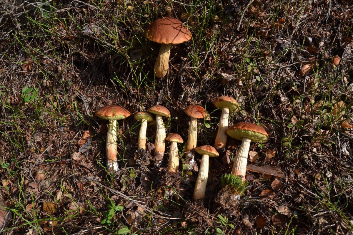 Боровик золотистый (Aureoboletus projectellus). Фото со страницы Latvian Mushroom Traditions на Фейсбуке