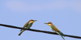 Пчелоед (bišu dzenis), золотистая щурка, merops apiaster. Фото: Виктор Иванов