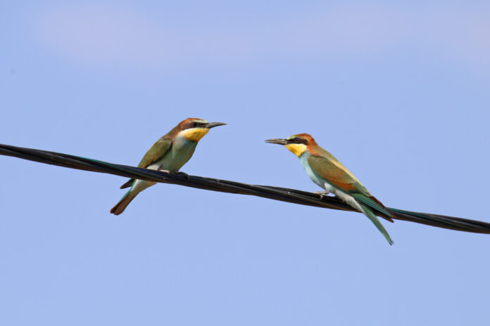 Пчелоед (bišu dzenis), золотистая щурка, merops apiaster. Фото: Виктор Иванов