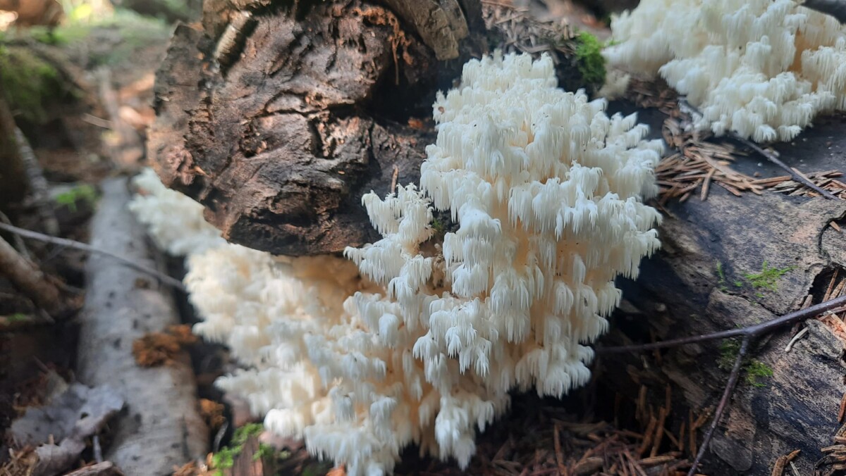 Ежовик коралловидный (Hericium coralloides) - один из самых необыкновенных грибов, найденных Юрием, 2024 год. Фото: Юрий Стиканс