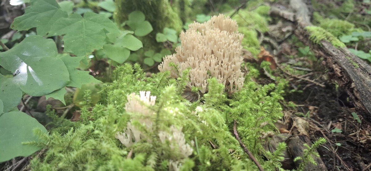 Ежовик коралловидный (Hericium coralloides) - один из самых необыкновенных грибов, найденных Юрием, 2025 год. Фото: Юрий Стиканс
