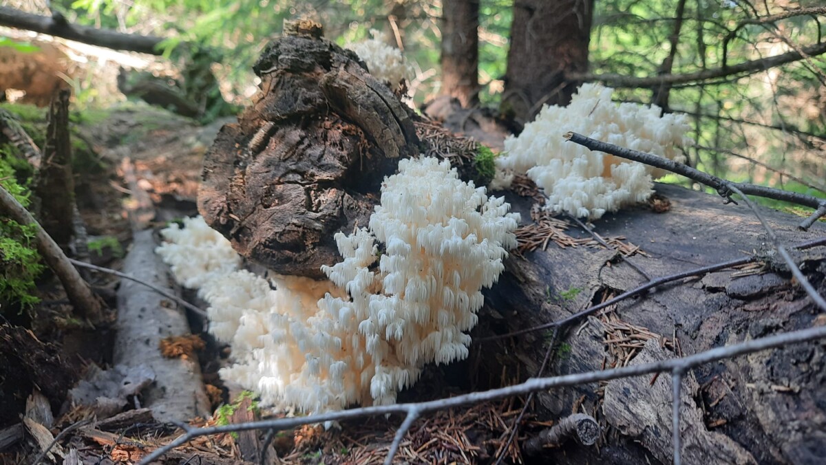 Ежовик коралловидный (Hericium coralloides) - один из самых необыкновенных грибов, найденных Юрием, 2024 год. Фото: Юрий Стиканс
