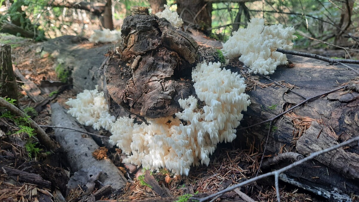Ежовик коралловидный (Hericium coralloides) - один из самых необыкновенных грибов, найденных Юрием, 2024 год. Фото: Юрий Стиканс