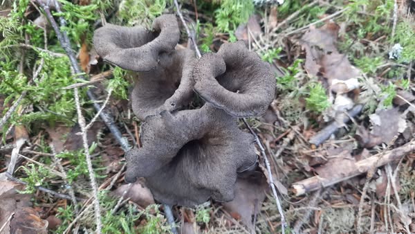 Лисичка чёрная (Craterellus cornucopioides) - удачная и редкая находка супруги Юрия Стикана. Фото: Юрий Стиканс